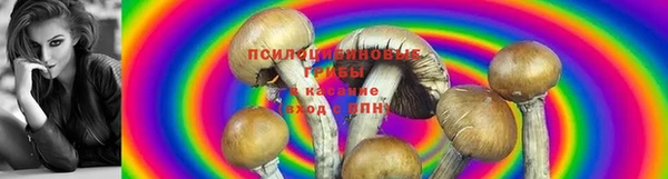 твердый Аркадак